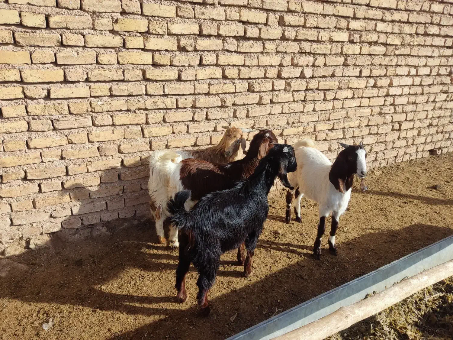 فروش ۴ عدد کهره|حیوانات مزرعه|نی‌ریز, |دیوار