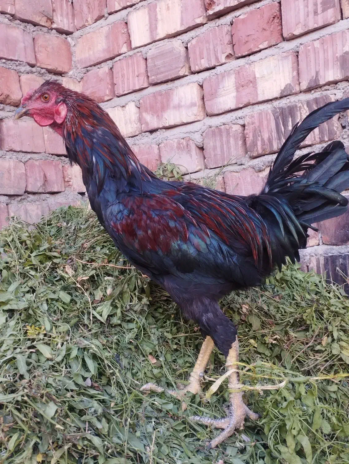 خروس|حیوانات مزرعه|ایرانشهر, |دیوار