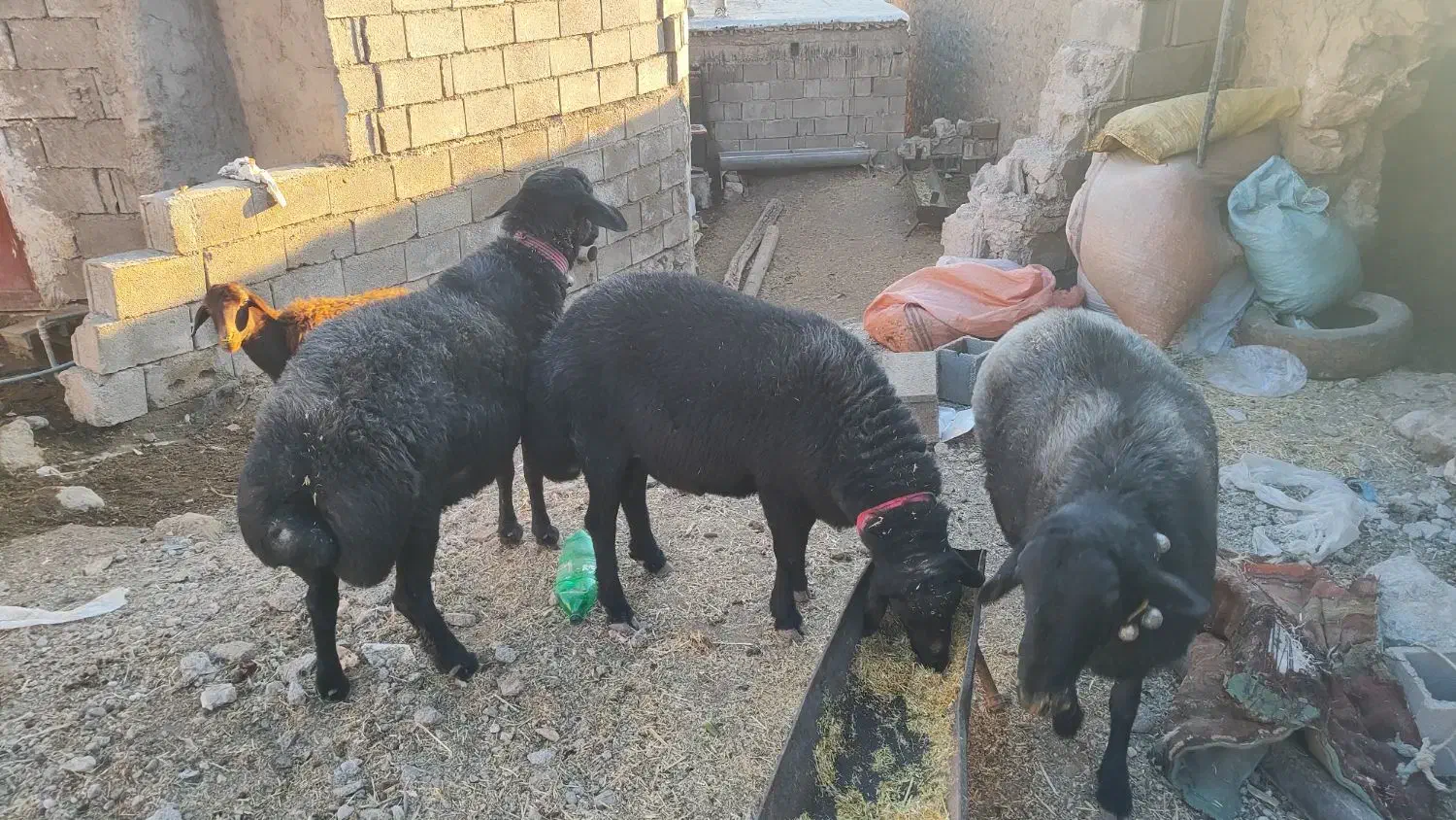 قوچ همو و بره نر هترو|حیوانات مزرعه|یاسوج, |دیوار