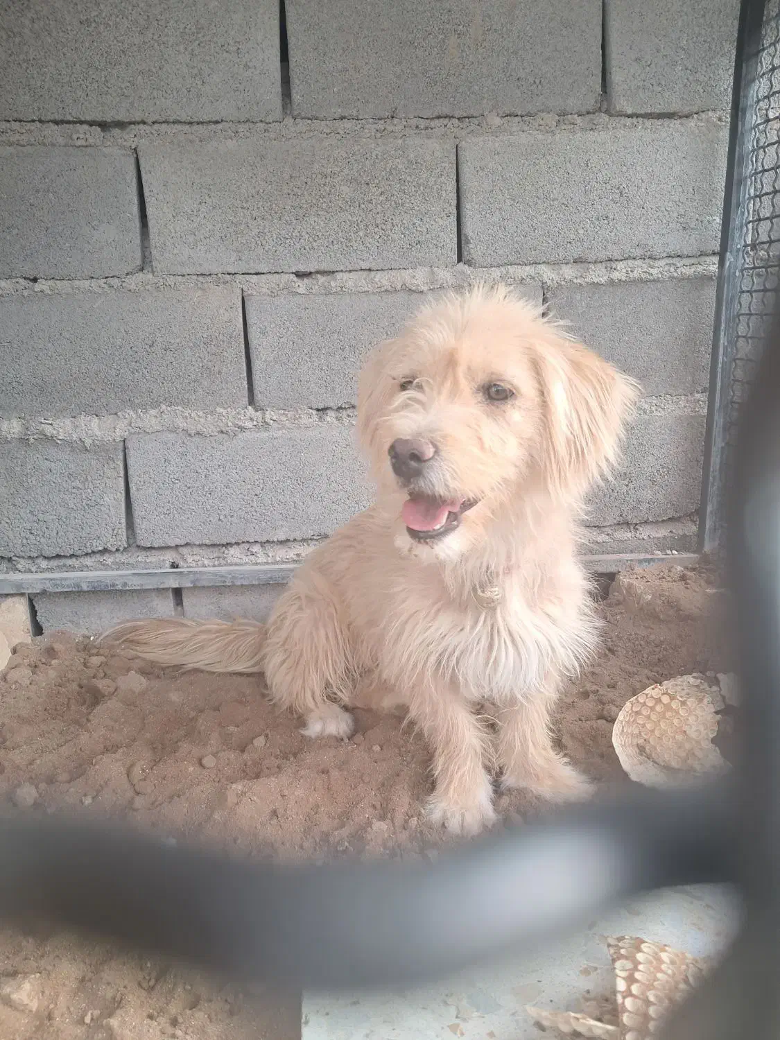 سگ پاکوتاه|سگ|آران و بیدگل, |دیوار