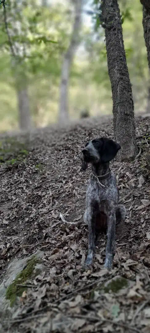 سگ شکاری حرفه ای|سگ|دلند, |دیوار