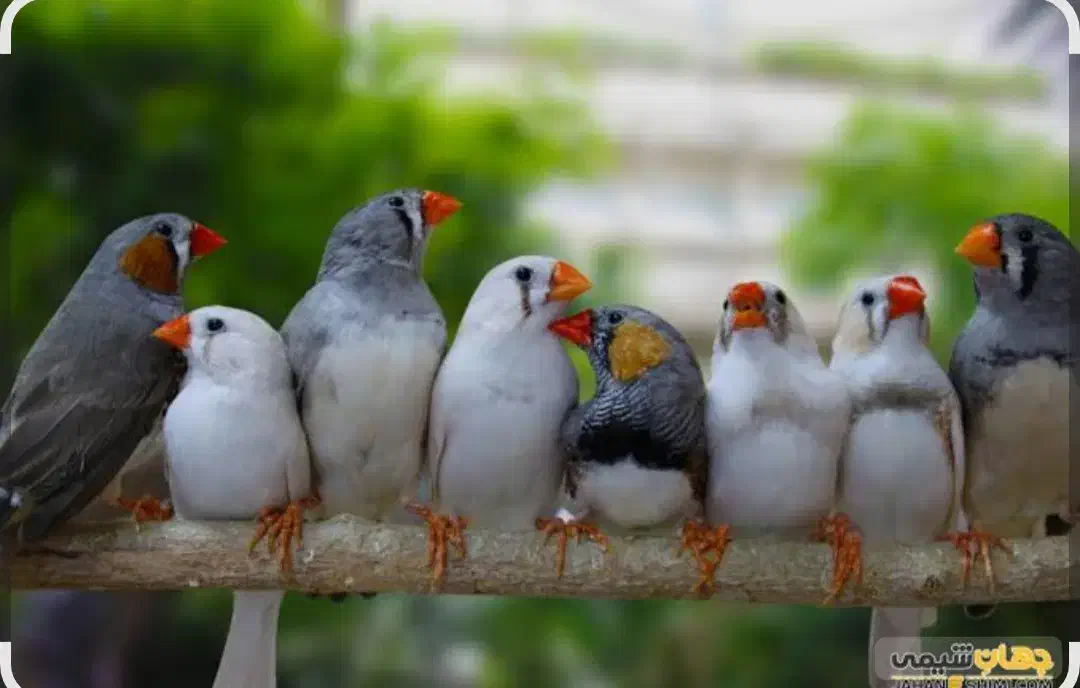 فنج|پرنده|محمدشهر, محمدشهر|دیوار