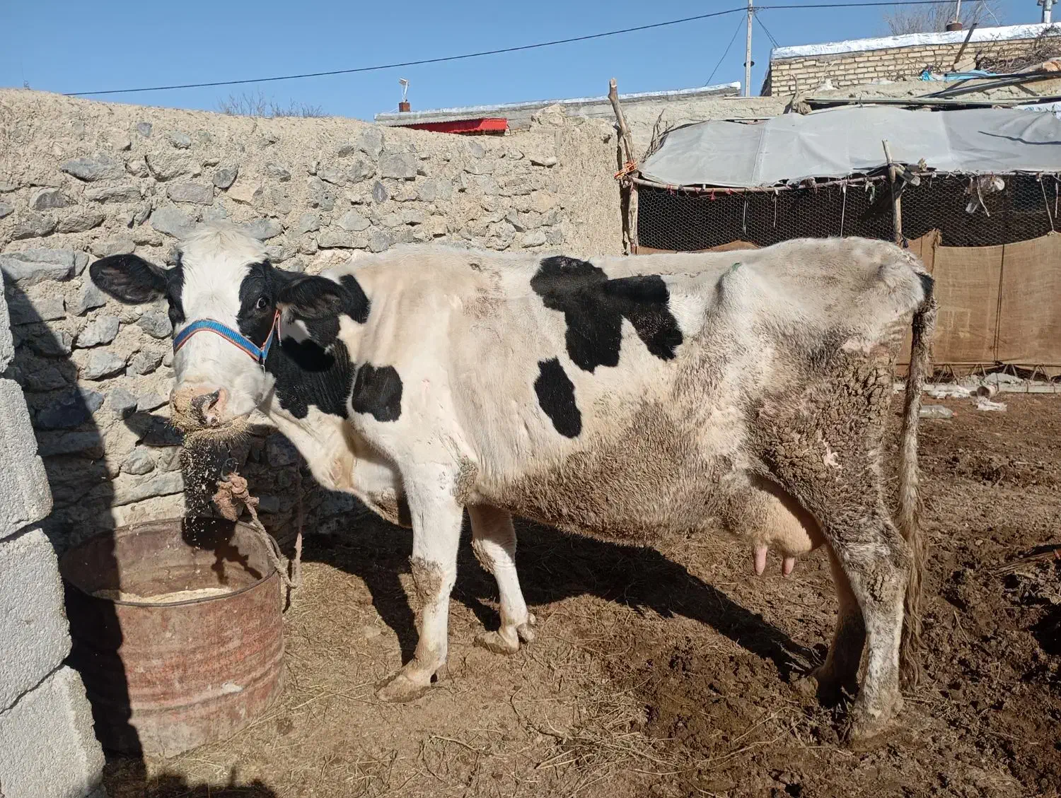 155000000|حیوانات مزرعه|آشخانه, |دیوار