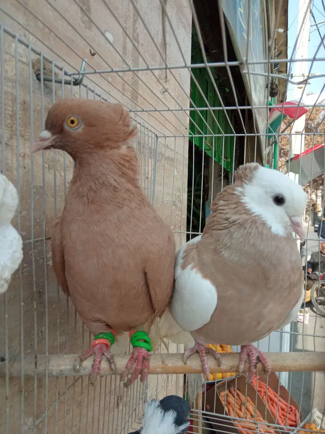 زرد دم ‌سفید .طوقی کارتنی|پرنده|مشهد, عبادی|دیوار