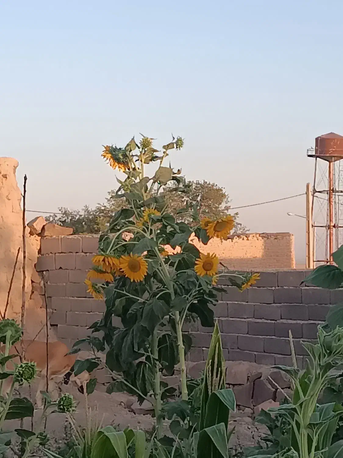 راهنمای کنید|فعالیت داوطلبانه|ساری, |دیوار