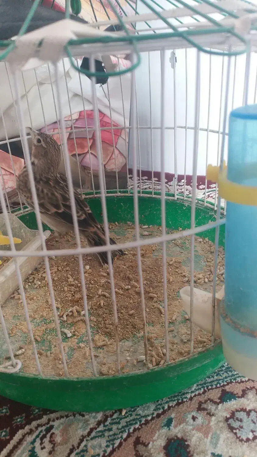 سهره خاکی به شرت بیا به خاندش نگاه کن ببر|پرنده|کبودرآهنگ, |دیوار