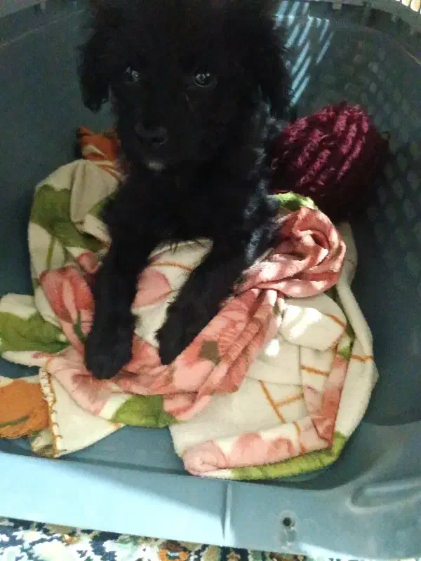 واگذاری سگ|سگ|هشتگرد, فاز ۲ مهستان|دیوار