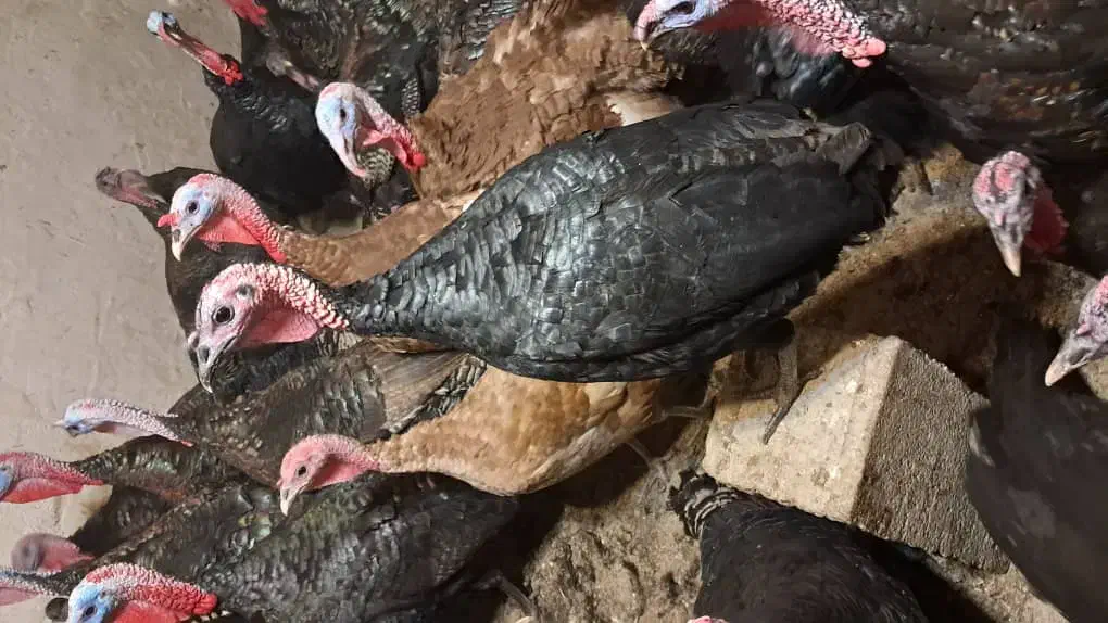 بوقلمون طبیعی|حیوانات مزرعه|ارشق, |دیوار