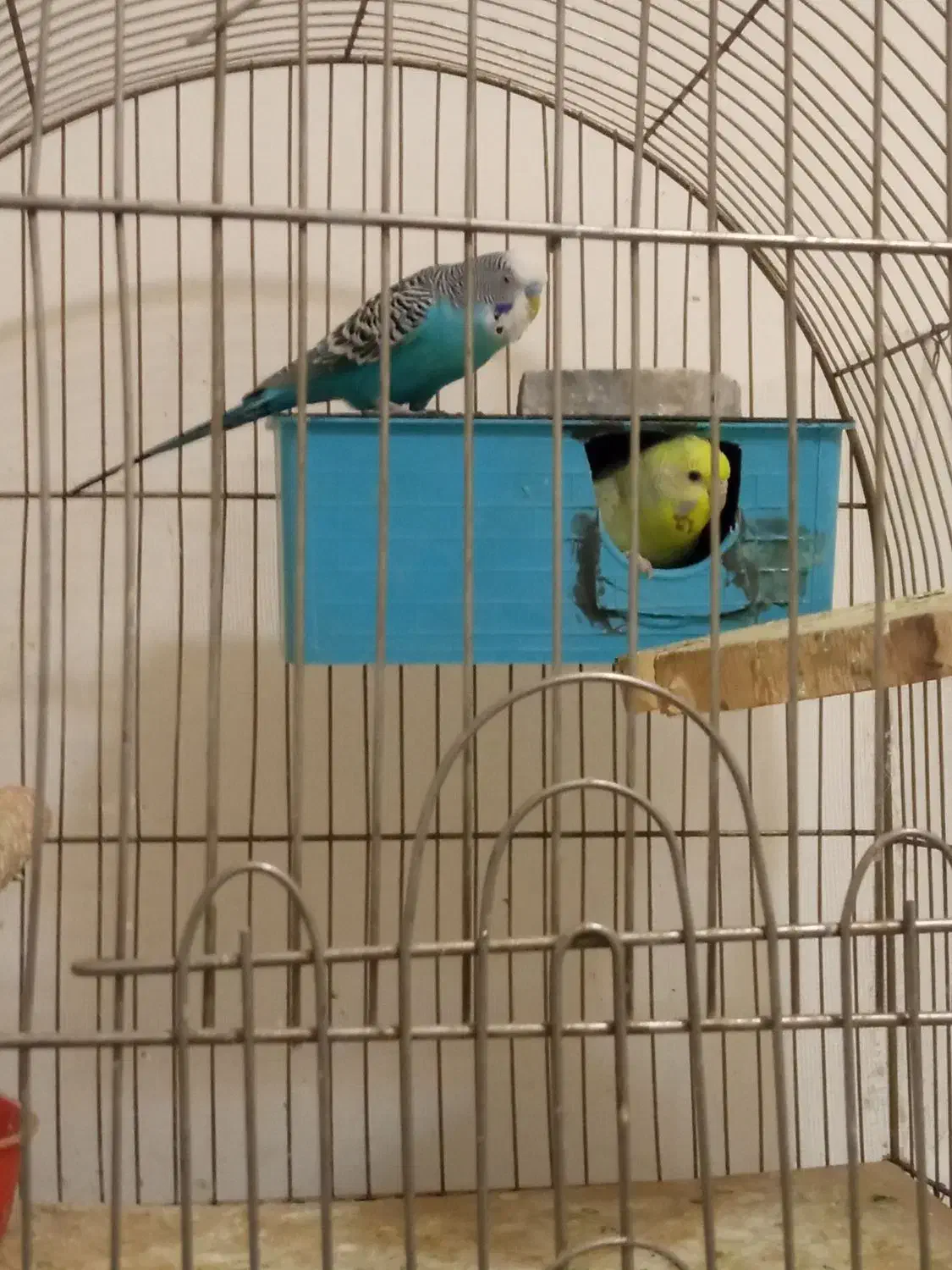 مرغ عشق|پرنده|چهاردانگه (تهران), |دیوار