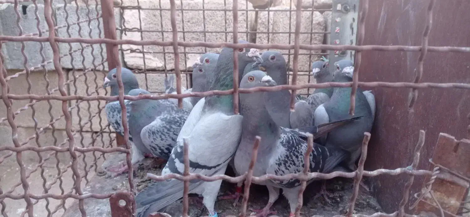 28عدد پلاکی درجه یک|پرنده|اهواز, شریعتی جنوبی|دیوار