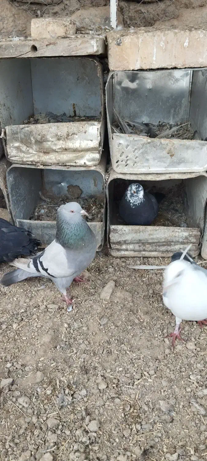 کبوتر نقره ای اهنی سیاه کله سفید|پرنده|سامان, |دیوار