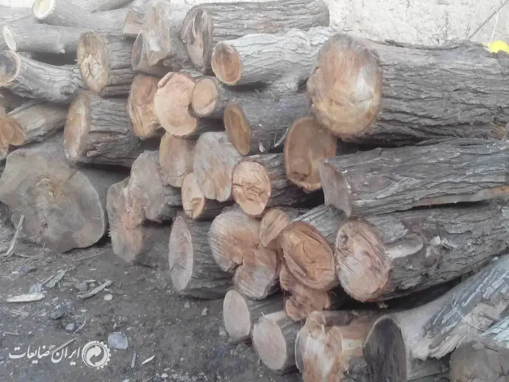 خرید درخت|خدمات باغبانی و درختکاری|موچش, |دیوار