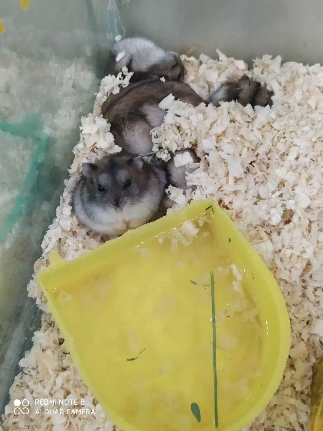 همستر و کمپل|موش و خرگوش|کرج, کوی کارمندان شمالی|دیوار