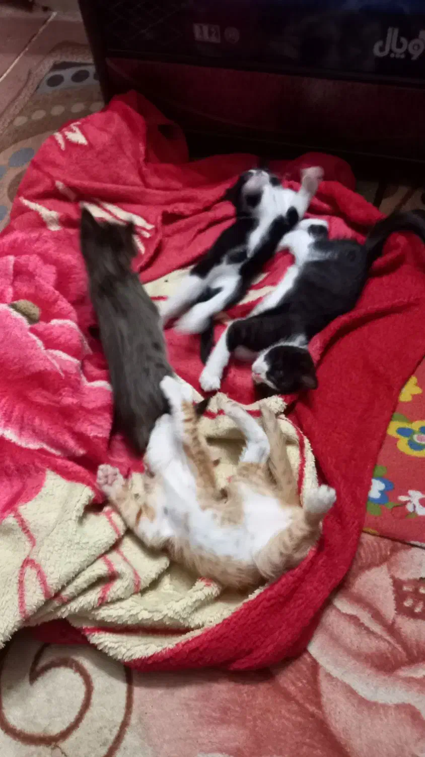 واگذاری رایگان بچه گربه|گربه|شیراز, فرگاز|دیوار