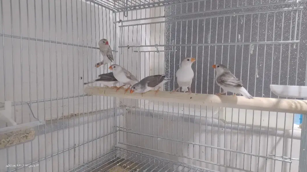 فنج|پرنده|قم, یزدانشهر|دیوار