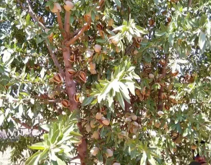 بادام شکوفه|خدمات باغبانی و درختکاری|سنندج, |دیوار