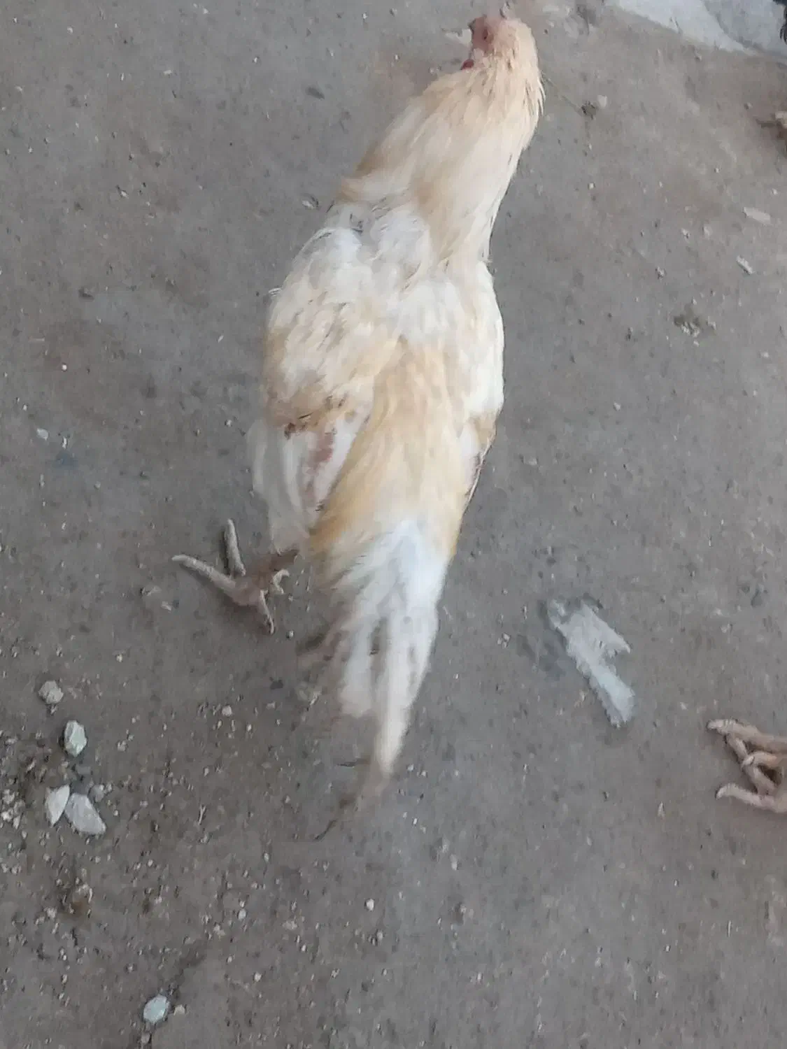 خروس|حیوانات مزرعه|انزل, |دیوار