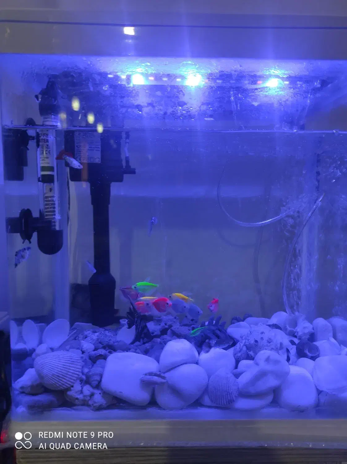 اکواریوم|ماهی|بوشهر, |دیوار