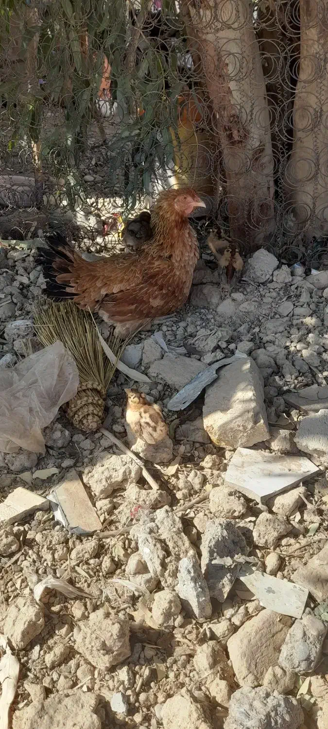 مرغباجوجه|حیوانات مزرعه|زهک, |دیوار