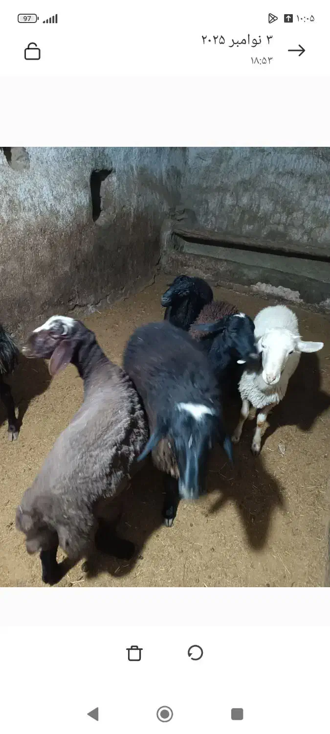 گوسفند نر کشتاری همدان رزن|حیوانات مزرعه|رزن, |دیوار