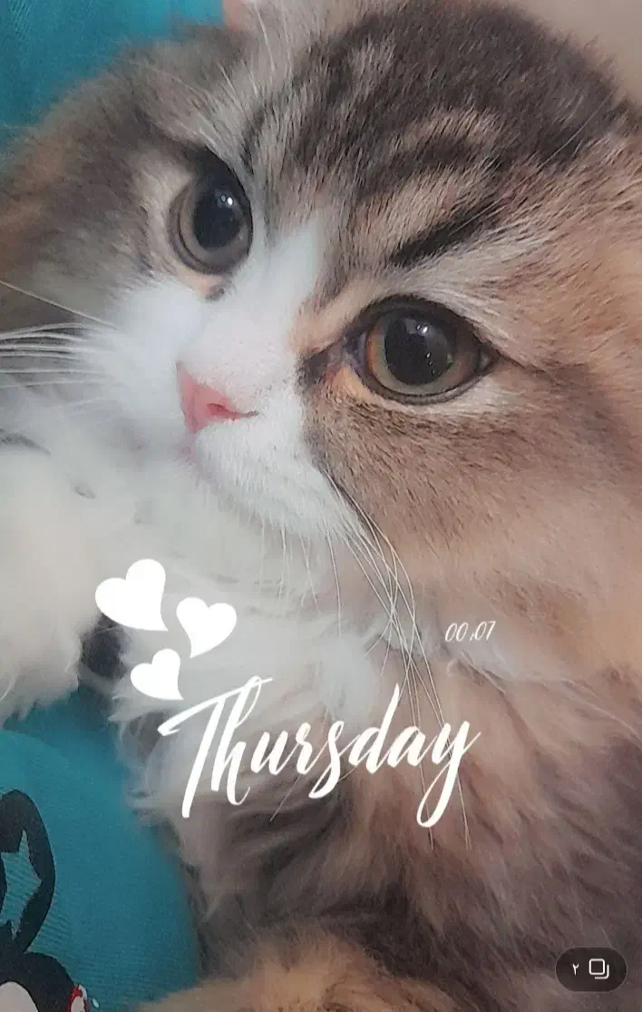 گربه نر|گربه|خوی, |دیوار