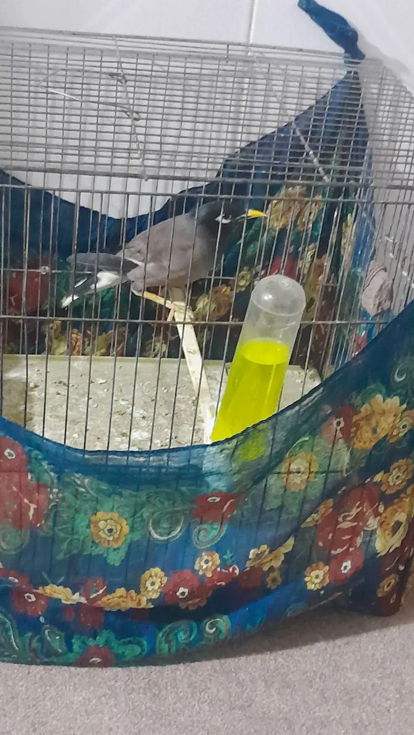 مرغ مینا نر چشم ستاره ای|پرنده|ایلام, |دیوار