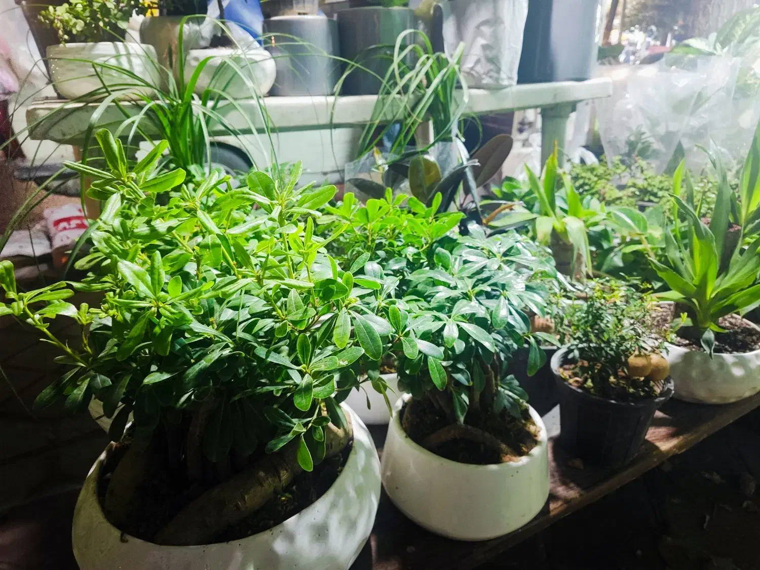 گل و گیاه ، نصف قیمت بازار|گل و گیاه طبیعی|ری, دولت‌آباد|دیوار