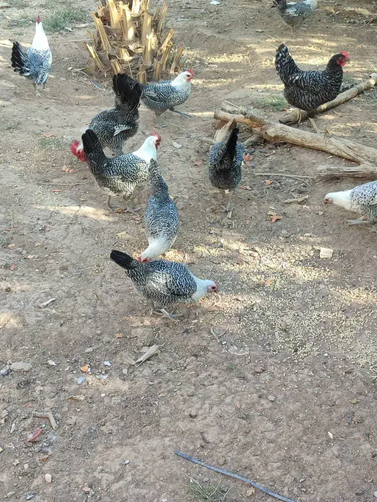 تخم مرغ نطفه دار و جوجه یک روزه|حیوانات مزرعه|یزد, |دیوار