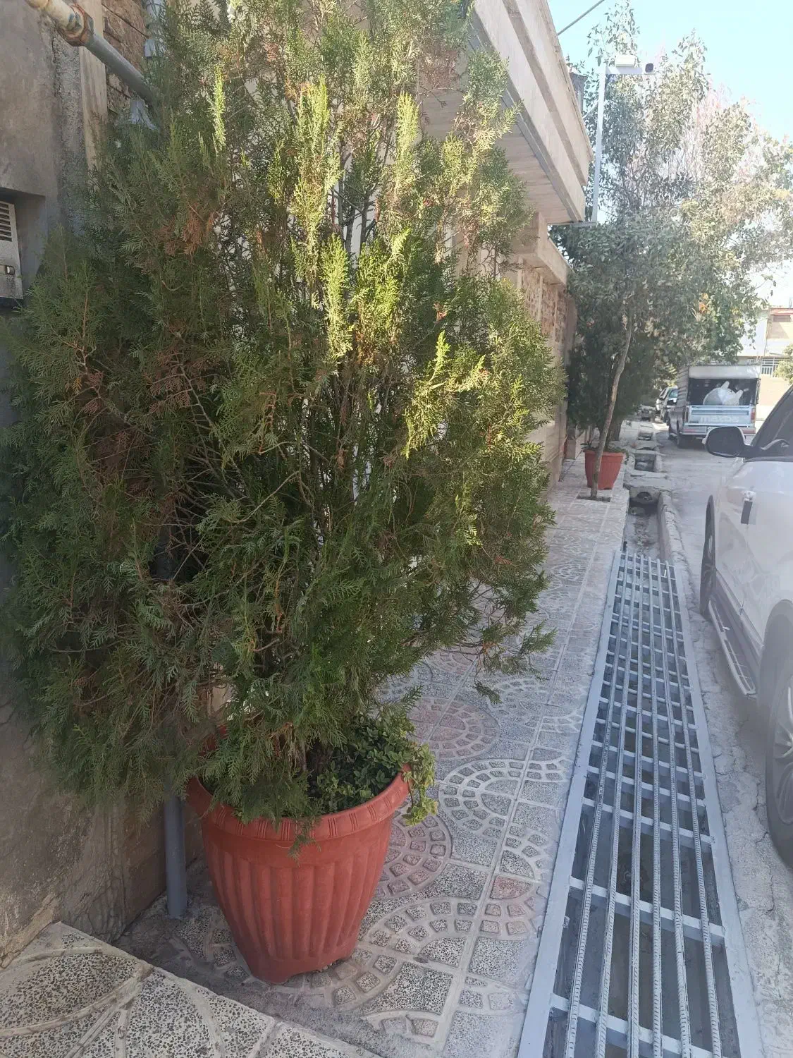 گل و گیاه|گل و گیاه طبیعی|یاسوج, |دیوار