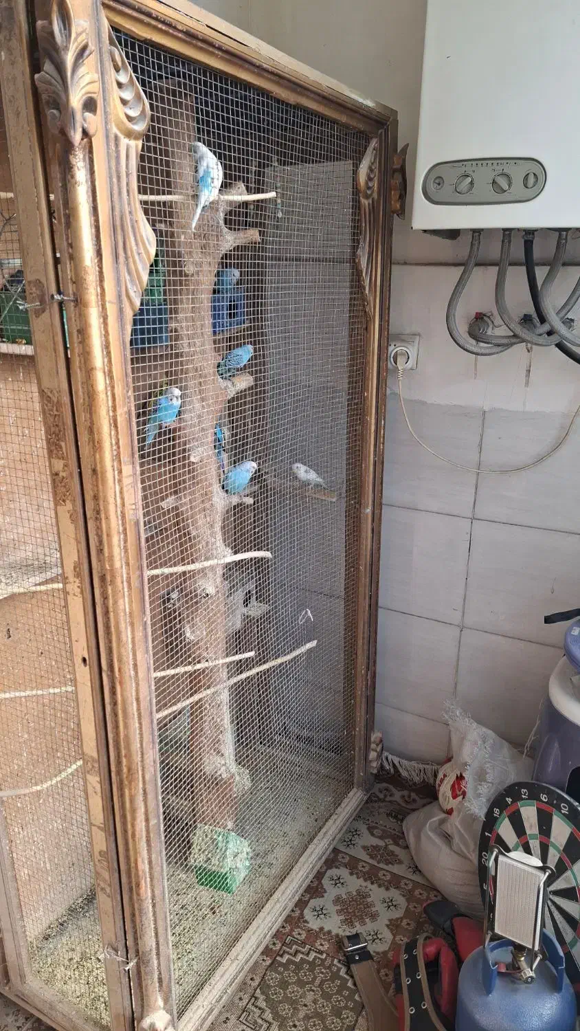 مرغ عشق با قفس|پرنده|فردیس, شهرک ارم|دیوار