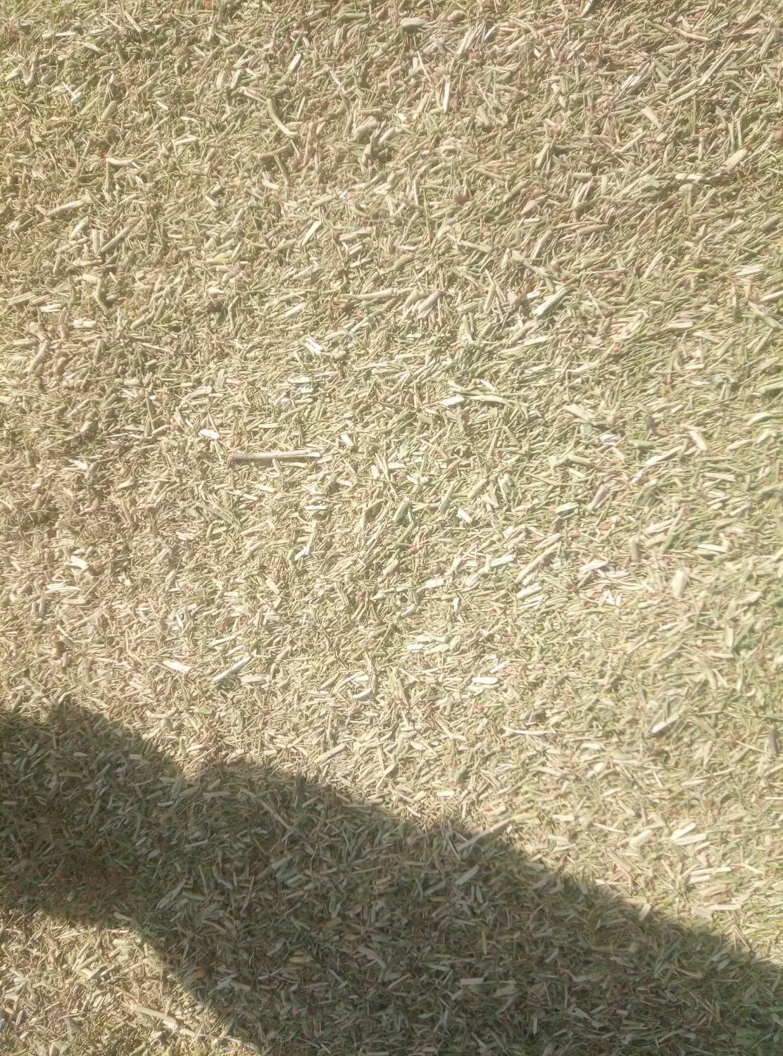 خارشتر نرم و دانه دار|لوازم جانبی حیوانات|نیشابور, ماروسک|دیوار