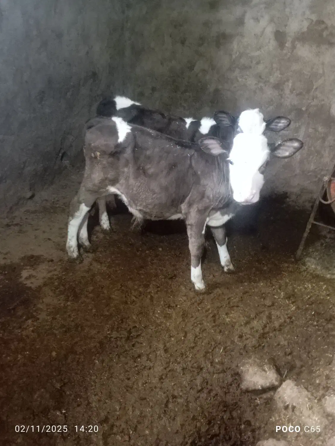 گوساله سمینتال نر ماده|حیوانات مزرعه|دوزین, |دیوار