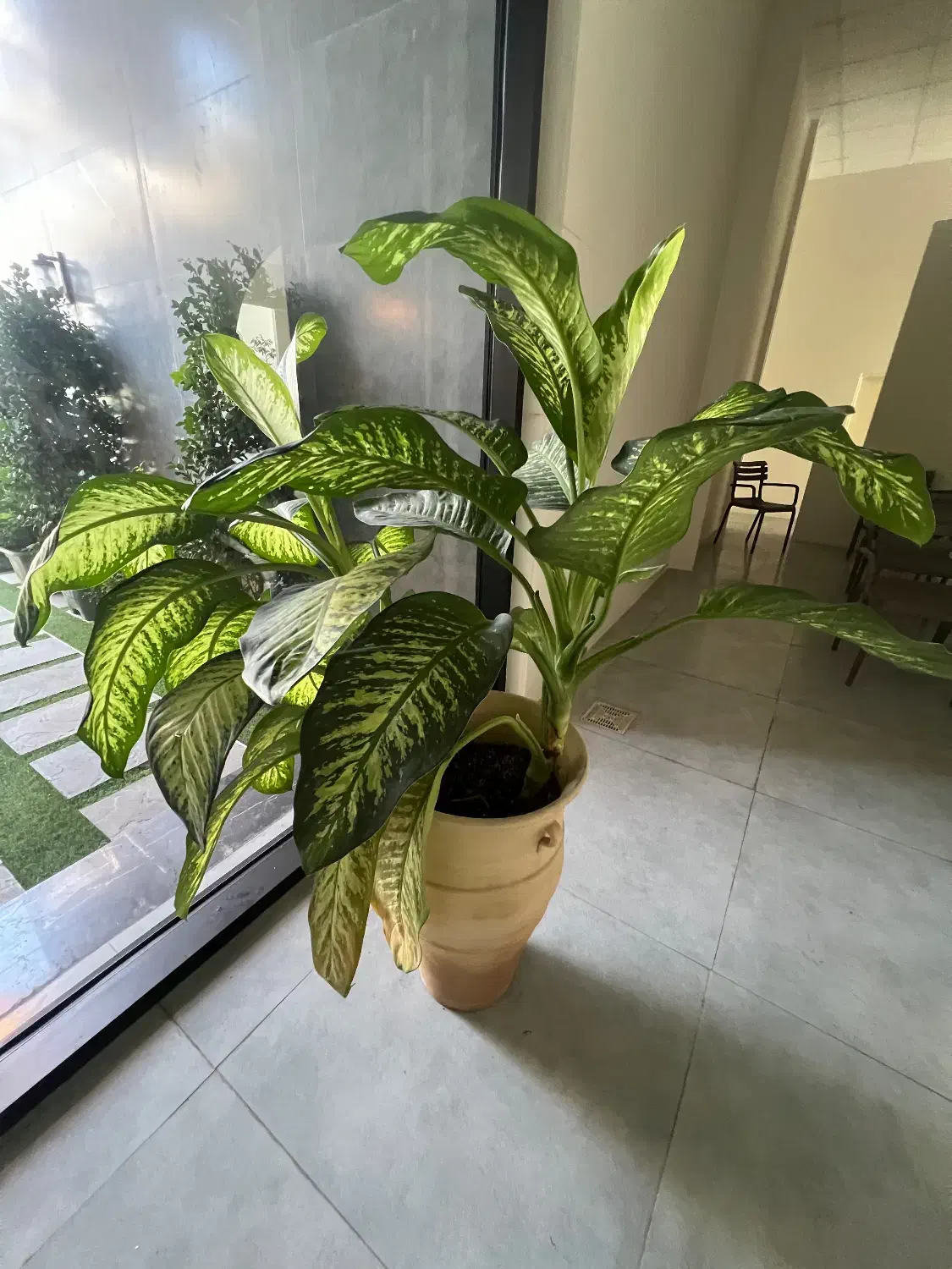 گل اپارتمانی|گل و گیاه طبیعی|بابل, |دیوار