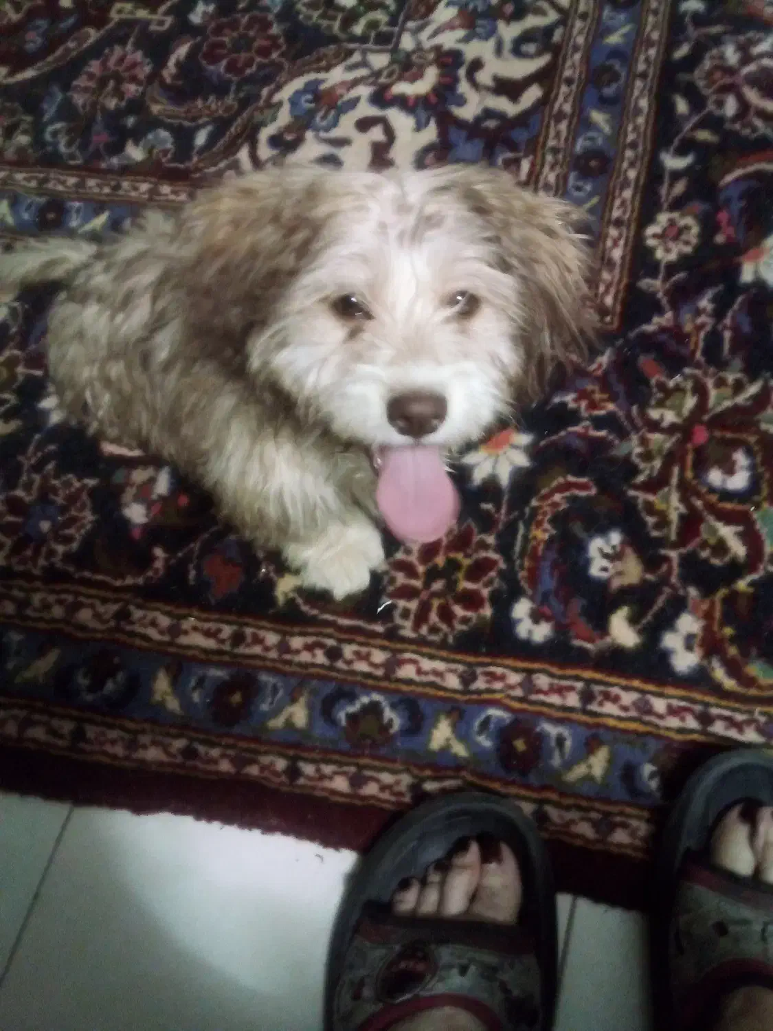 توله شیتزو پاکوتا شیطون بازیگوش واکسنشم زده|سگ|اصفهان, قلعه طبره|دیوار