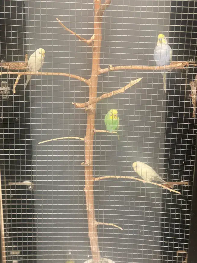 ۵ عدد مرغ عشق|پرنده|تهران, جوانمردان (اندیشه)|دیوار