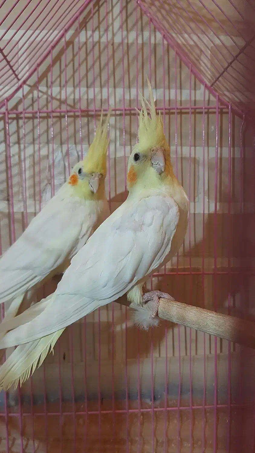 پرنده طوطی عروس هلندی|پرنده|قزوین, |دیوار