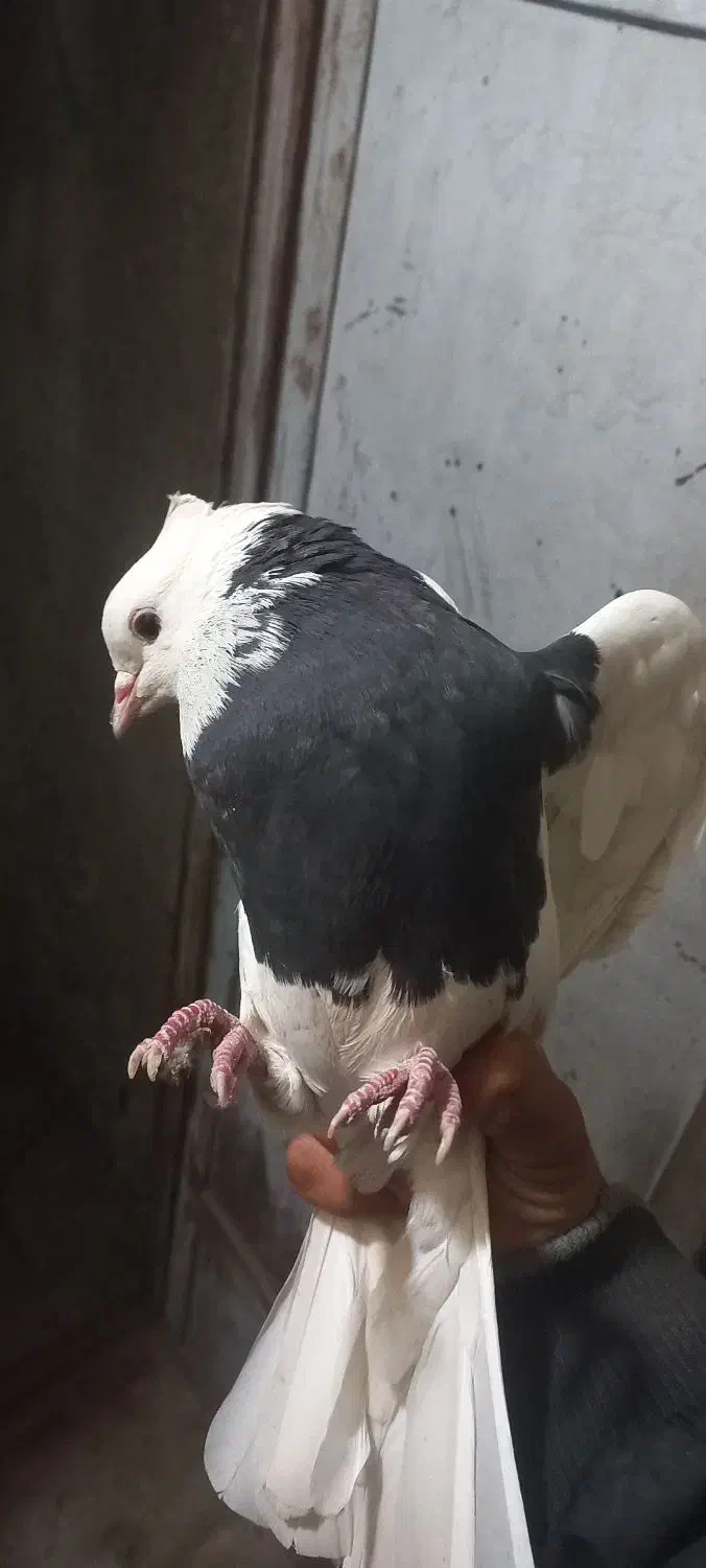 طوقی ماده واکسی|پرنده|دره شهر, |دیوار