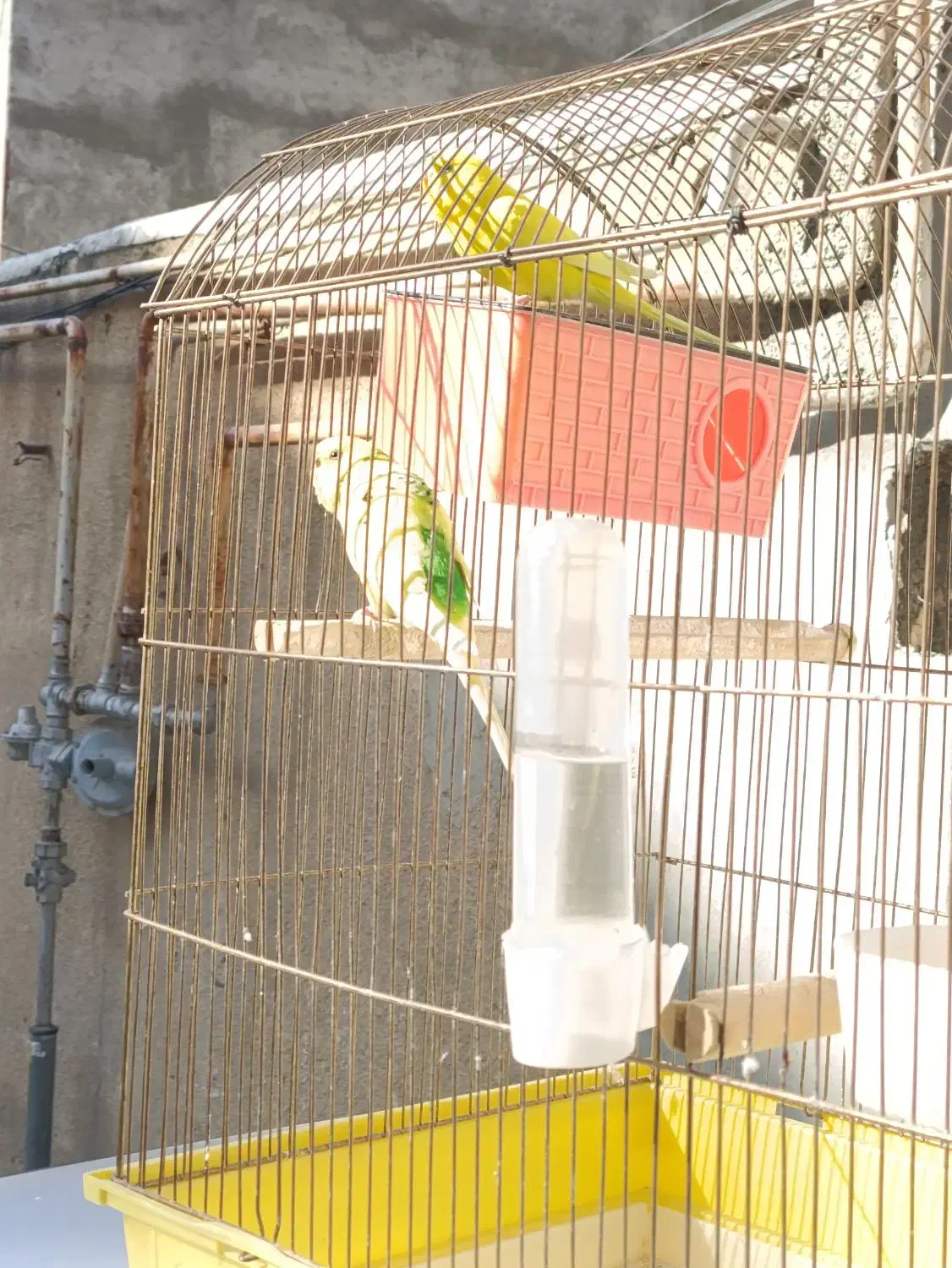 مرغ عشق|پرنده|سنندج, |دیوار