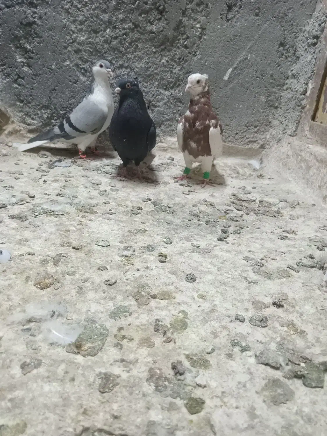 صید هوایی قره سینه طوقی سوسکی|پرنده|مشهد, شهید قربانی|دیوار