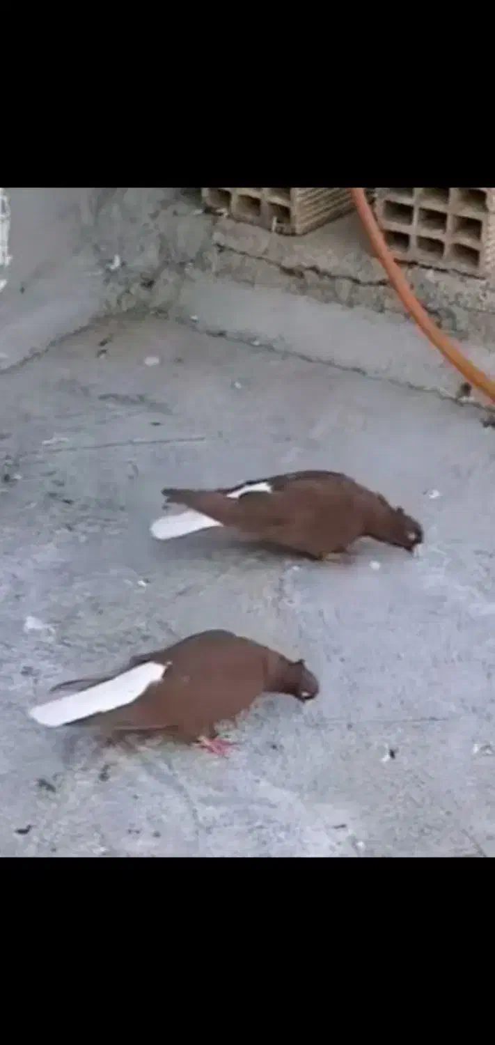 کبوتر دمسفید جفت کاکلی|پرنده|میلاجرد, |دیوار