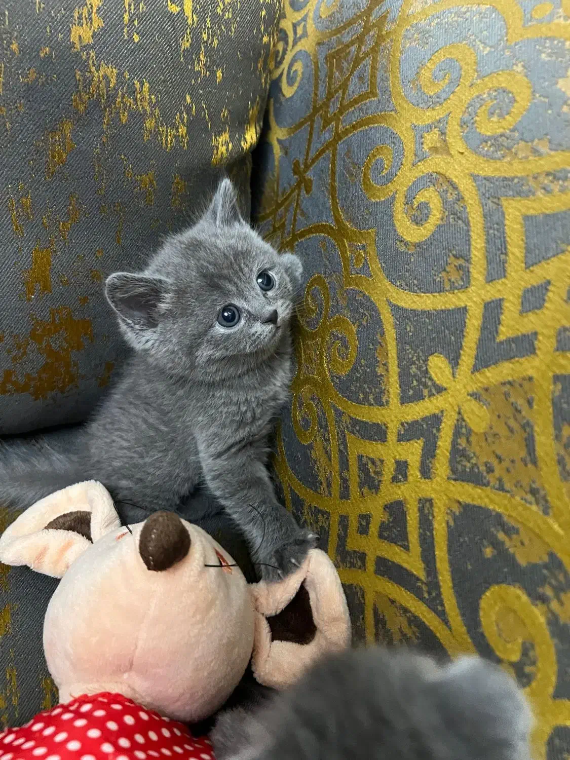 تجربه یک زندگی متفاوت و لاکچری/حر آج گربه kittycat|گربه|تهران, گیشا|دیوار