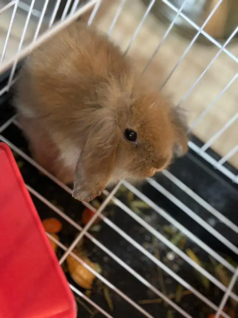 خرگوش لوپ|موش و خرگوش|بندرعباس, |دیوار