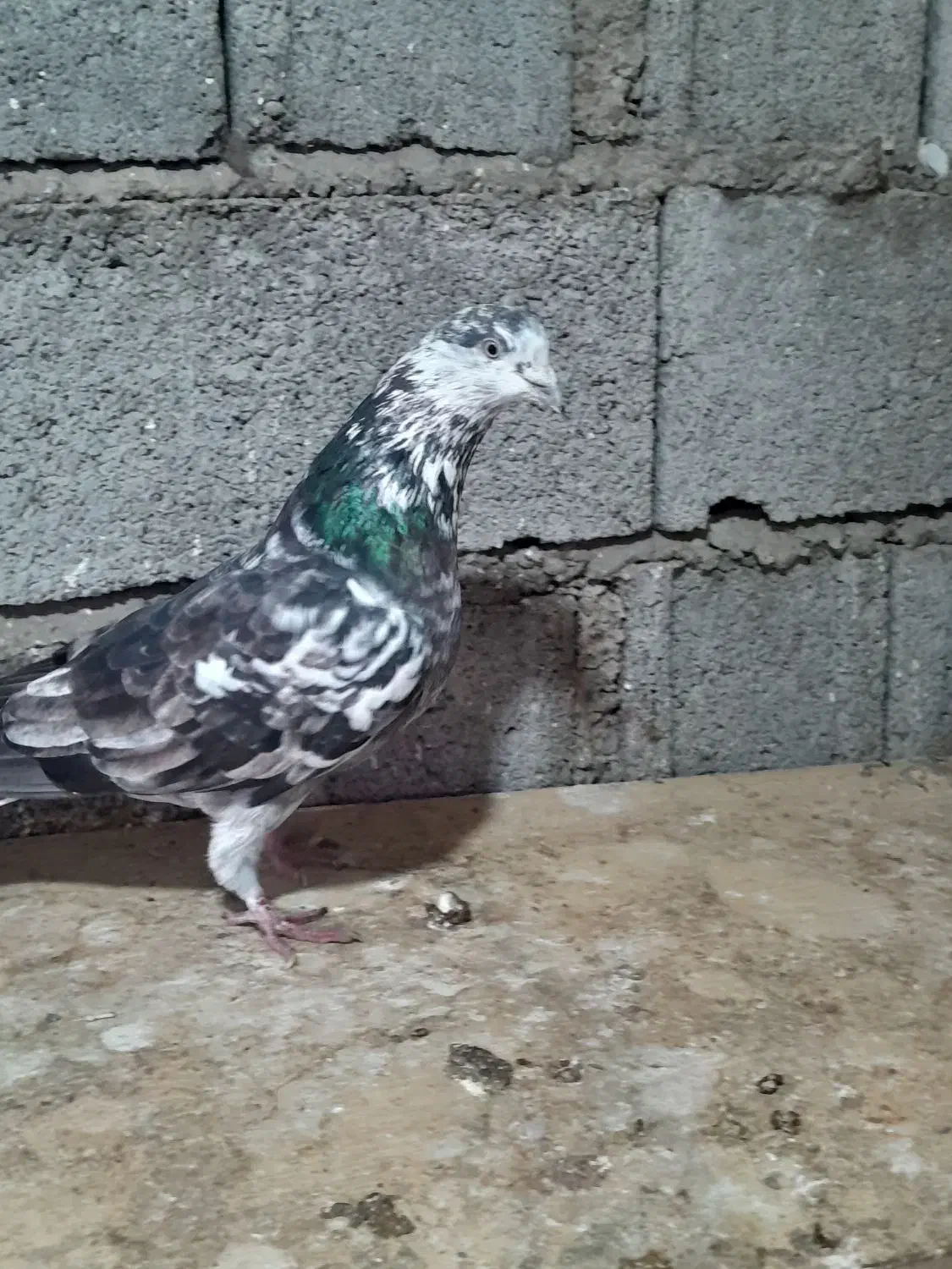 کبوتر پرشی|پرنده|لاهیجان, لیالستان|دیوار