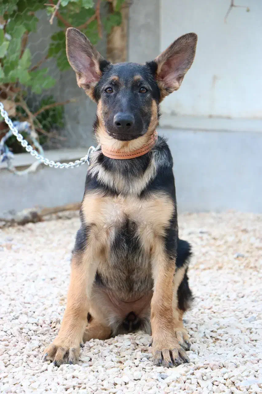 فروش ۶ قلاده توله سگ ژرمن|سگ|کاشان, امیرکبیر|دیوار