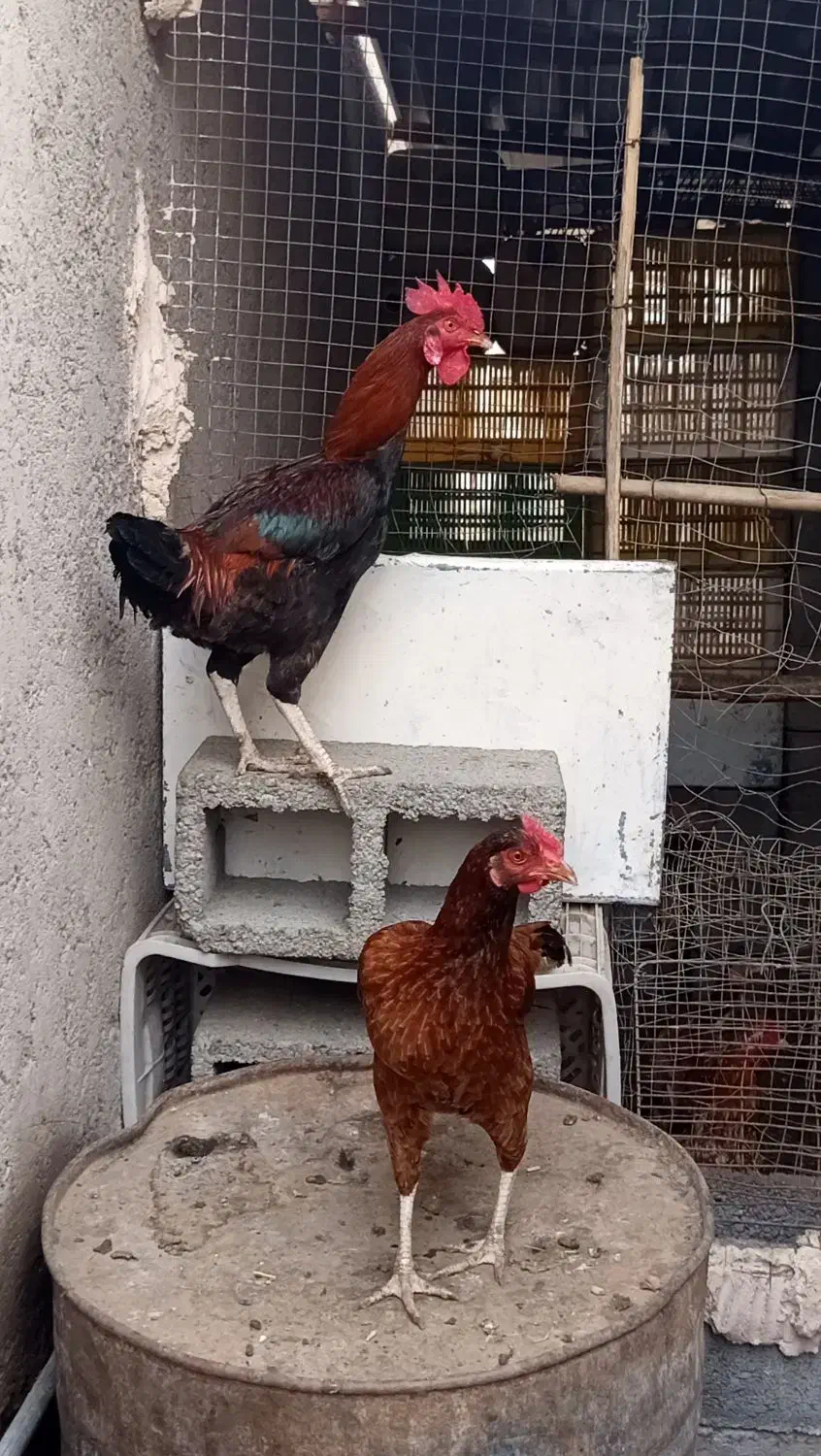 مرغ و خروس|حیوانات مزرعه|رودان, |دیوار