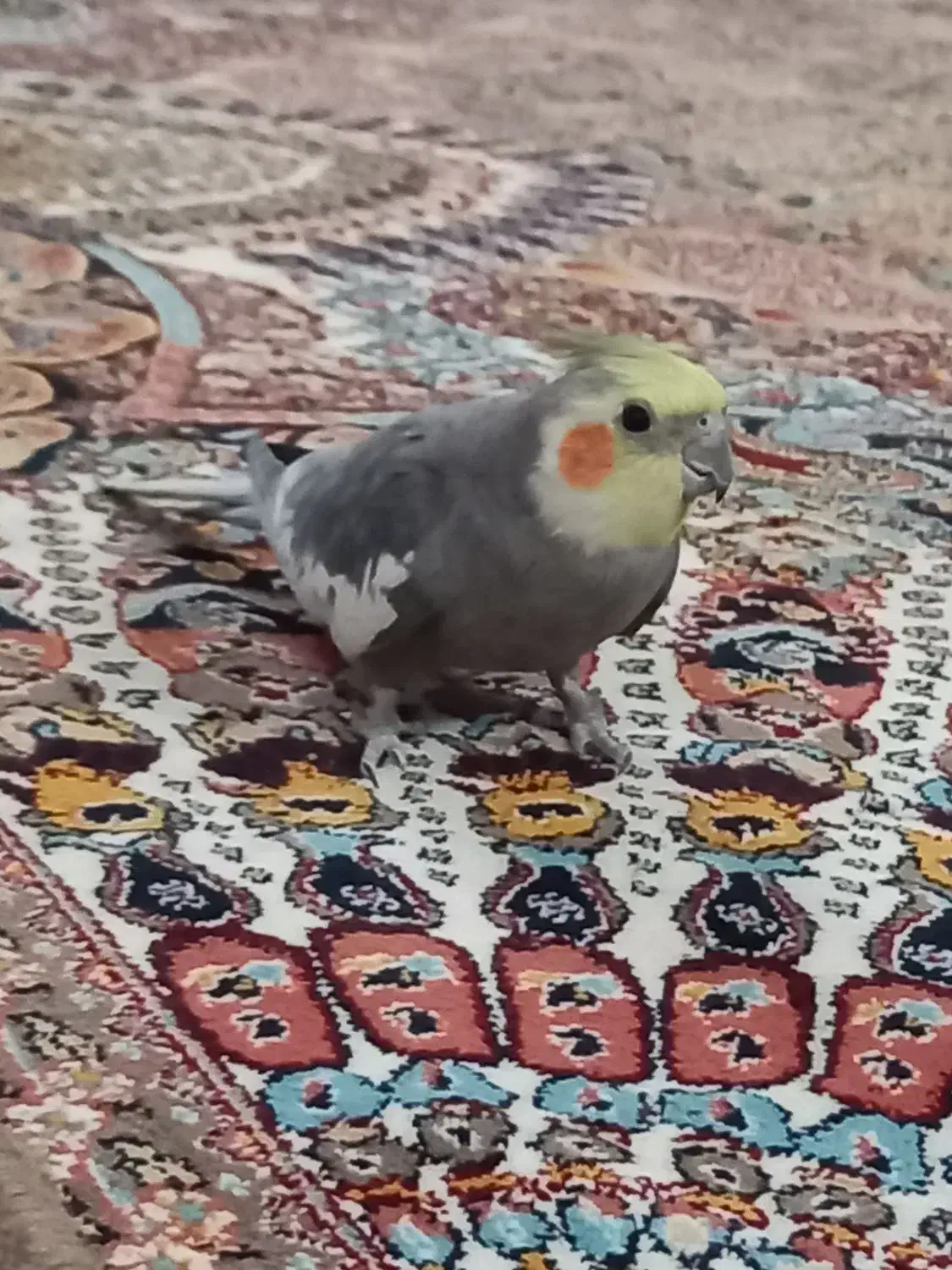 فروشی|پرنده|یزد, |دیوار