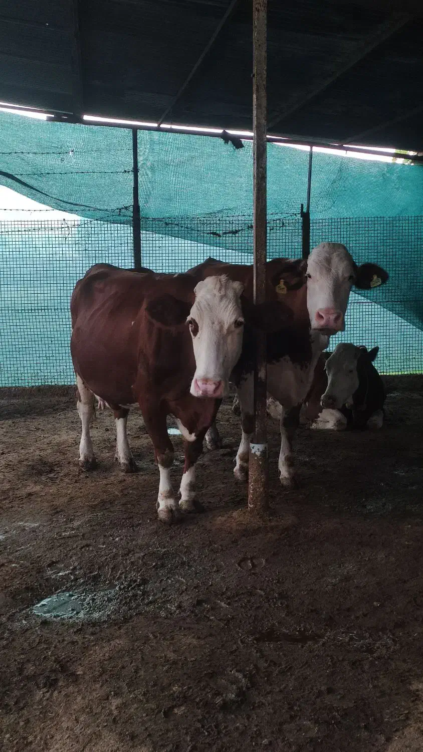 گاو سیمینتال شیری ابست|حیوانات مزرعه|بهشهر, |دیوار