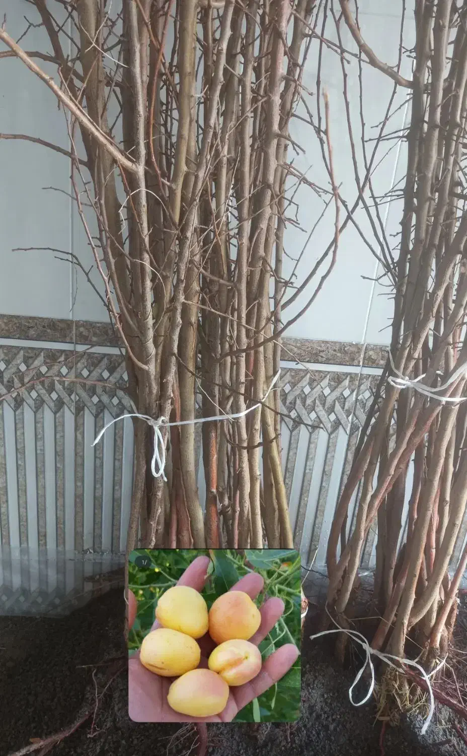 نهال دوساله|خدمات باغبانی و درختکاری|مراغه, |دیوار