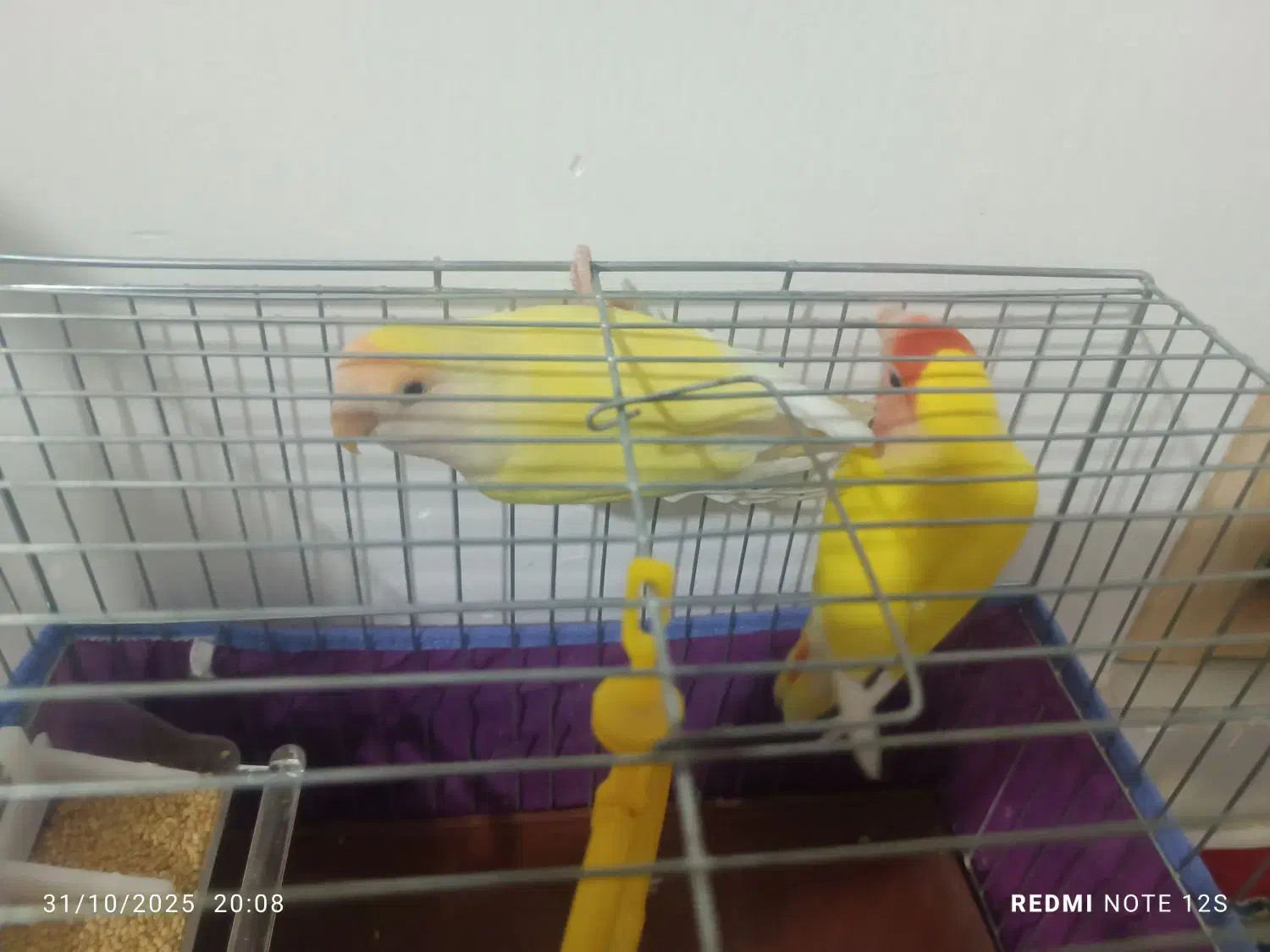 طوطی برزیلی رنگ خاص|پرنده|بم, |دیوار