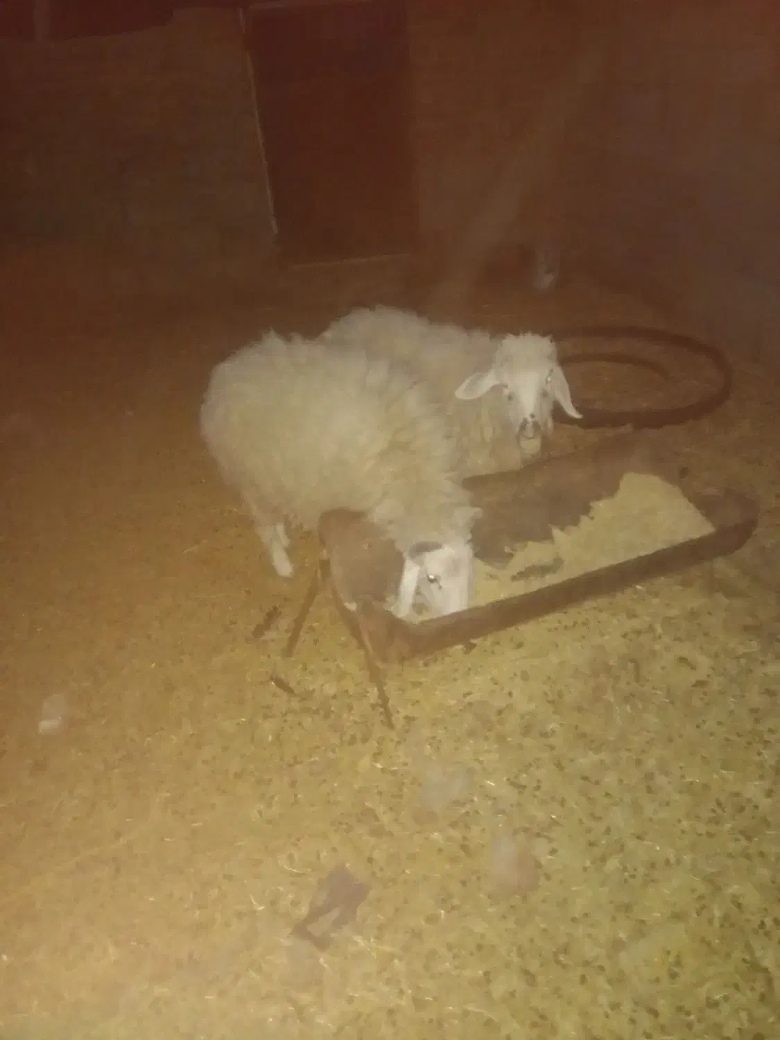 گوسفند.میش وبره نره.۴۰ کیلو.|حیوانات مزرعه|کرمان, |دیوار